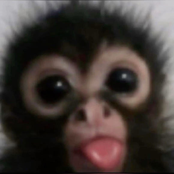 Meet your Posher, Sophia - Picture 1 of 1